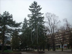 Ето какво предвижда коледната програма на Общината