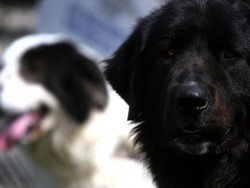 Отвързани кучета плашат живеещи в Зелин