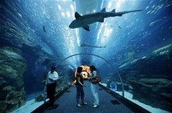Евакуираха мола на Дубай заради теч в аквариума с акули