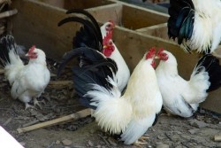 Белгийски град раздава кокошки, за да намали домакинските отпадъци