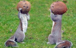 Катерици използват кокосови орехи за шлем
