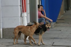 Осем трупа на отровени кучета откриха в Перник