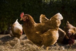 Ветеринарните власти разпоредиха превантивни мерки срещу разпространение на „птичи грип” у нас