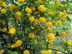 Празнуваме Цветница