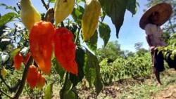 Нова най-люта чушка в света