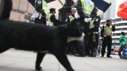 Котка - полицай