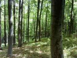 1 стотинка на всеки куб. метър вода да бъде инвестирана в горите