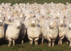 Бегълци се крият от полицята, преоблечени като овце