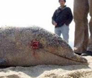 Пети мъртъв делфин от началото на април