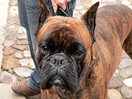 Домашни кучета нападнаха жена в Бургас