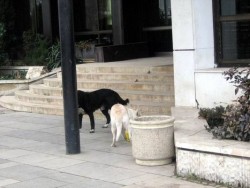 Бездомни кучета се спускат на граждани в центъра на града