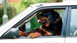 Куче кара джип