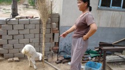 Китайци отгеждат двукрако агънце