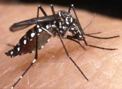 "Стандарт": Дебне ни комар убиец