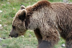 Ново нападение на мечка в Смолянско, изяла овца