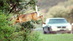 Специален звук пази елените от сблъсъка с коли