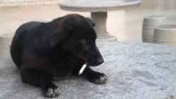 Куче пуши цигари
