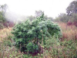 150 кг марихуана заловиха в крумовградско