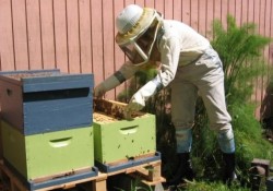 Субсидии от над 11 милиона евро за българските пчелари