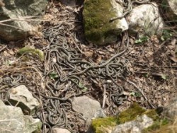 Сашова могила бълва живи змии