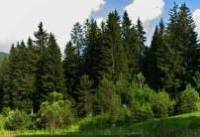 Инж. Ценко Ценов: Съвременни принципи за стопанисване на горите са залегнали в новия закон 