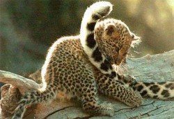 Учени откриха защо леопарда има петна