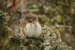 Снимка на уникална кукумявка спечели конкурса “Дивият свят на България”