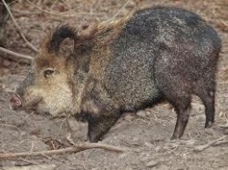 250-килограмово диво прасе отстреля ботевградчанин