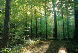 12 дървосекачи под арест