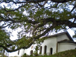 500-годишният дъб в Скравена държи здраво третото място в конкурса "Дърво с корен"