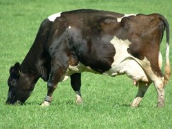 В Етрополска община няма шап