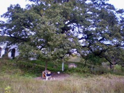 Дъбът в Скравена остана на трето място в конкурса „Дърво с корен 2010”