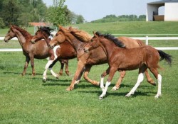 Конно шествие в Етрополе