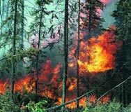 Пребориха горски пожари до Карлово и Хисаря