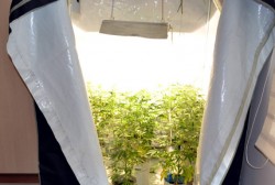 ГДБОП разби минилаборатории за марихуана