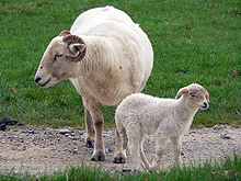 Конфискуваха 99 агнета