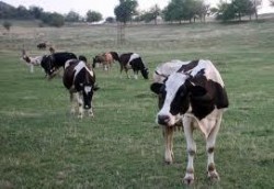 Изтича срокът за подаване на декларации от производителите и изкупвачите на краве мляко