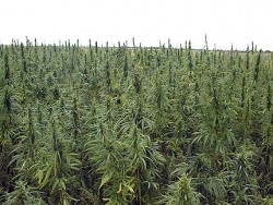 Изкорениха плантация с марихуана