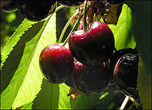 Започна беритбата на череши