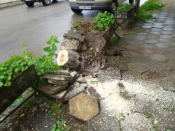 Бурята отнесе дървета в Ботевград