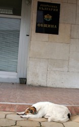 Бездомните кучета "изядоха" главата на шефа на "Екоравновесие"