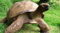 178 - годишна костенурка е най-старото животно на Земята