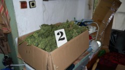Иззеха 420 кила марихуана