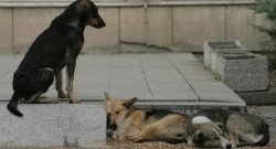 Общините трябва да се справят с бездомните кучета до 2015 година