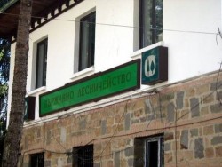 Горското започна продажба на елхи