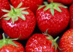 Испански работодатели набират работнички за бране на ягоди