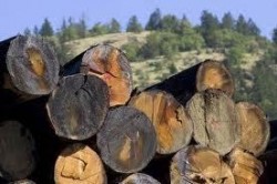 Държавата ще продава половината дървесина през стоковите борси