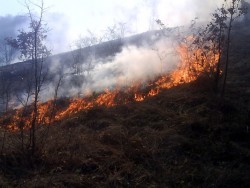 С настъпването на пролетта се увеличава опасността от горски пожари     