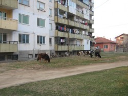 Стопанин води кравите си на паша в зелените площи