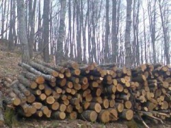 42-годишен мъж е задържан за незаконно придобита дървесина